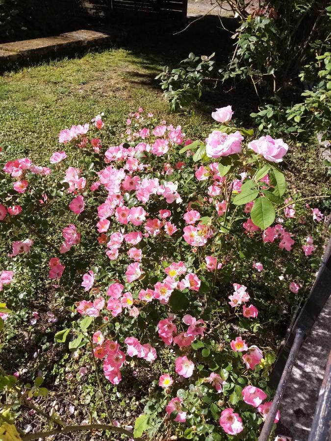 Bed and Breakfast Domaine De Pladuc Lachaise Esterno foto